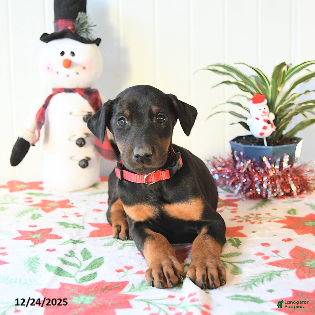Doberman Pinscher dogs for sale: Buddy - Ad 4