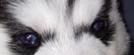 Siberian Husky dogs Frodo (Bi-eyed) - Ad 2