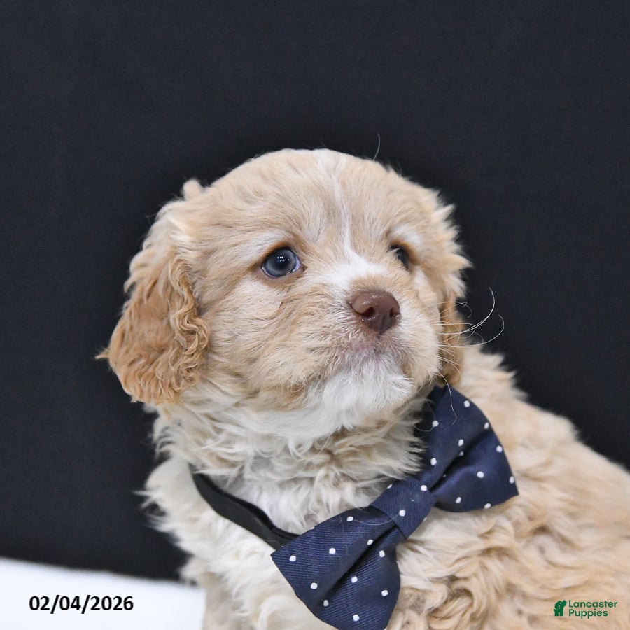 Cavapoo dogs Zeke - Ad 2