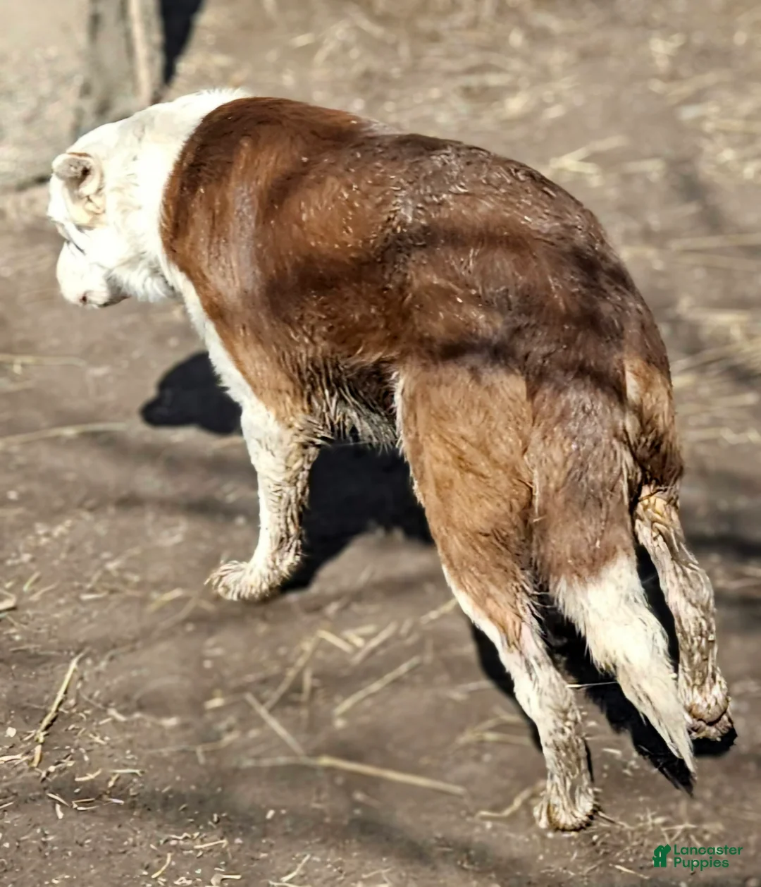 Border Collie dogs for sale: Zinny - Ad 2