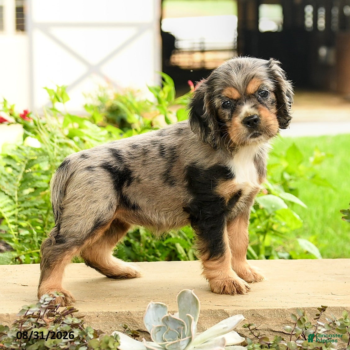 English Cocker Spaniel dogs for sale: Layla - Ad 4