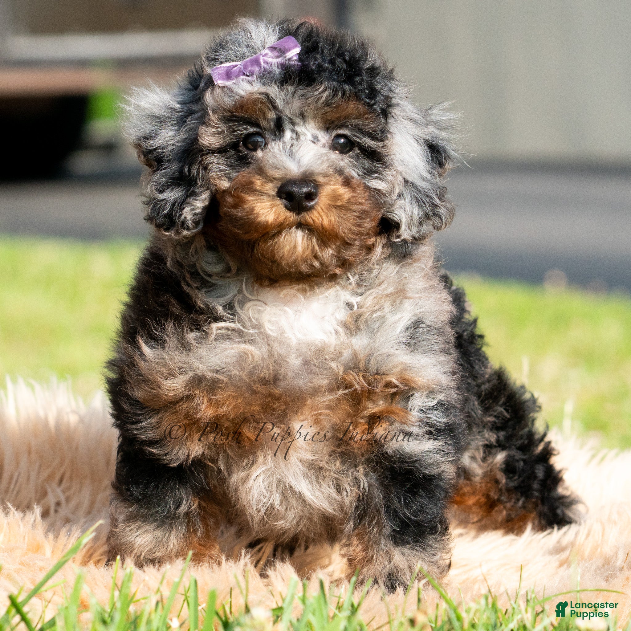 Toy Poodle dogs Sebastian - Ad 10