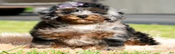 Toy Poodle dogs for sale: Sebastian - Ad 1