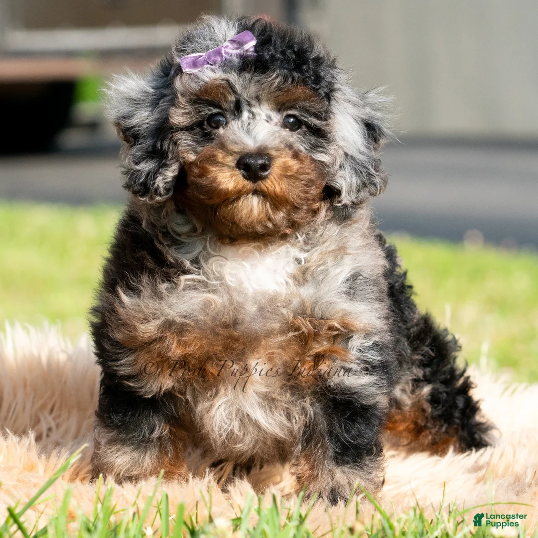 Toy Poodle dogs for sale: Sebastian - Ad 1