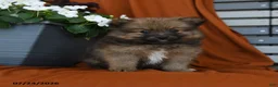 Pomeranian dogs for sale: Nutrigious - Ad 1