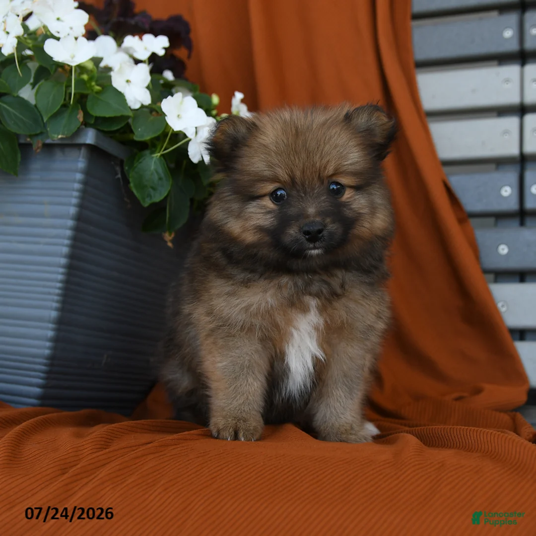 Pomeranian dogs for sale: Nutrigious - Ad 1