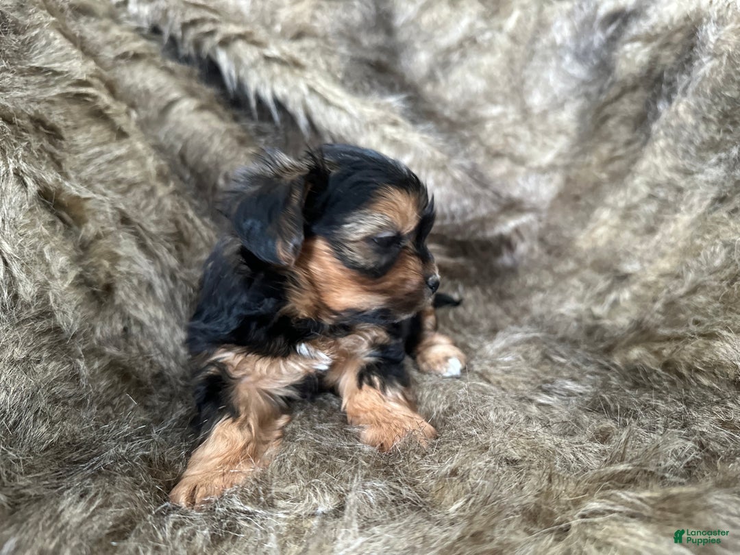Shorkie dogs for sale: Camryn - Ad 7