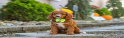 Cavapoo dogs for sale: Blake - Ad 7