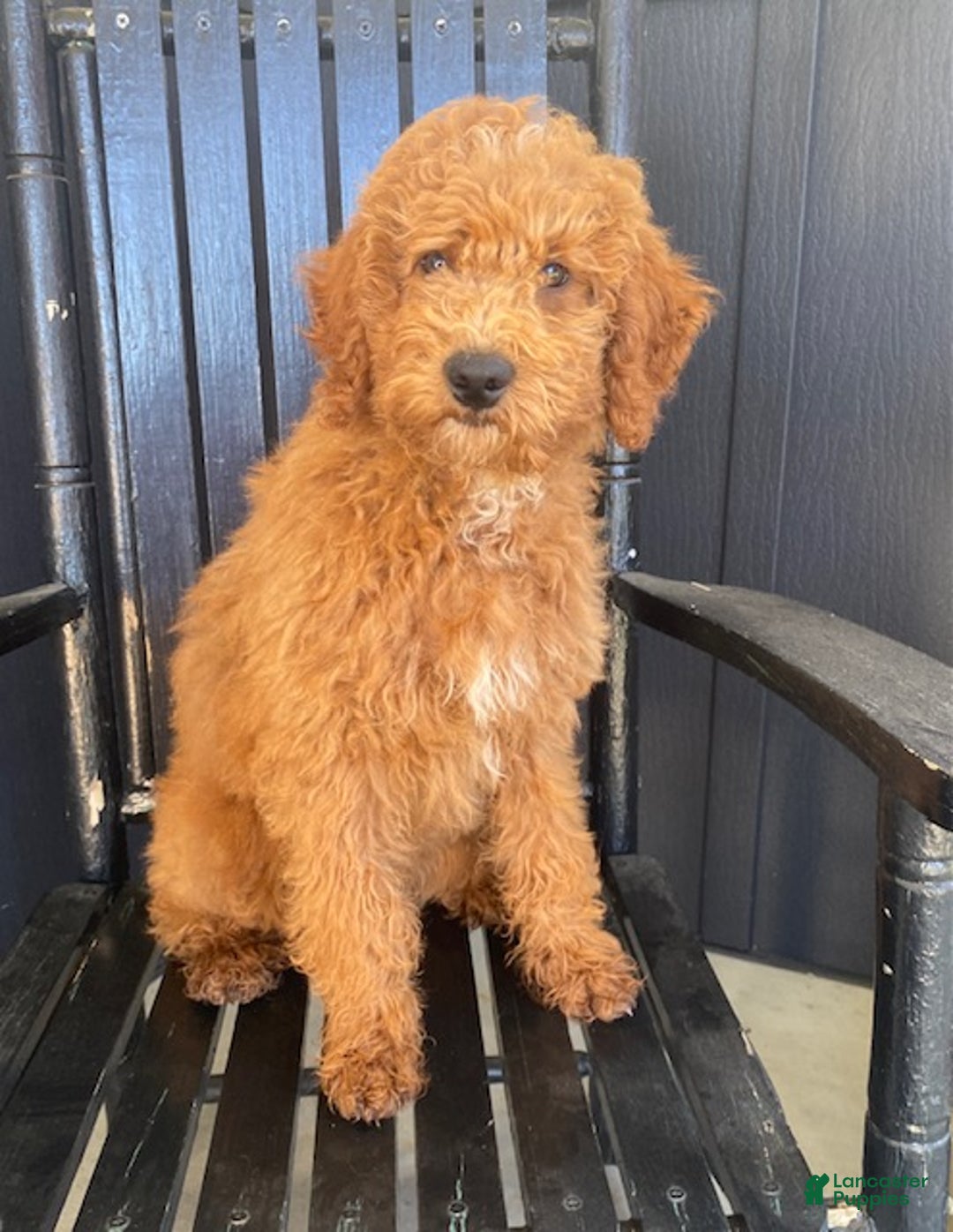 Miniature Poodle dogs for sale: Chance - Ad 1