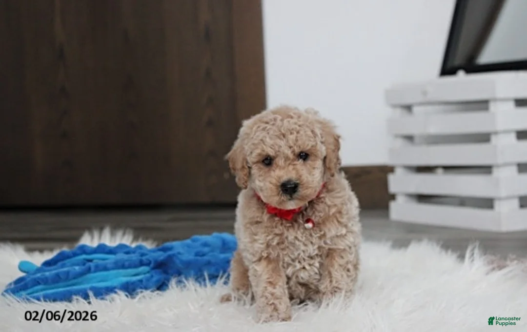 Bichpoo dogs for sale: Travis - Ad 1