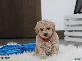 Bichpoo dogs Travis - Ad 3