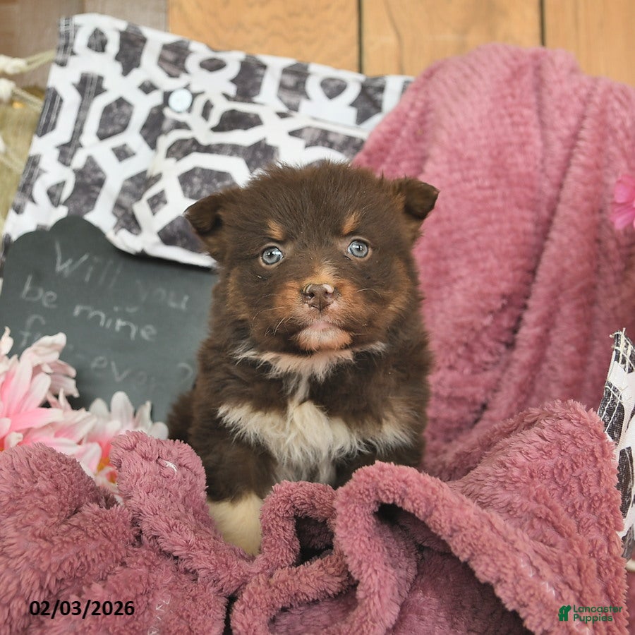 Australian Shepherd dogs Melody  - Ad 2