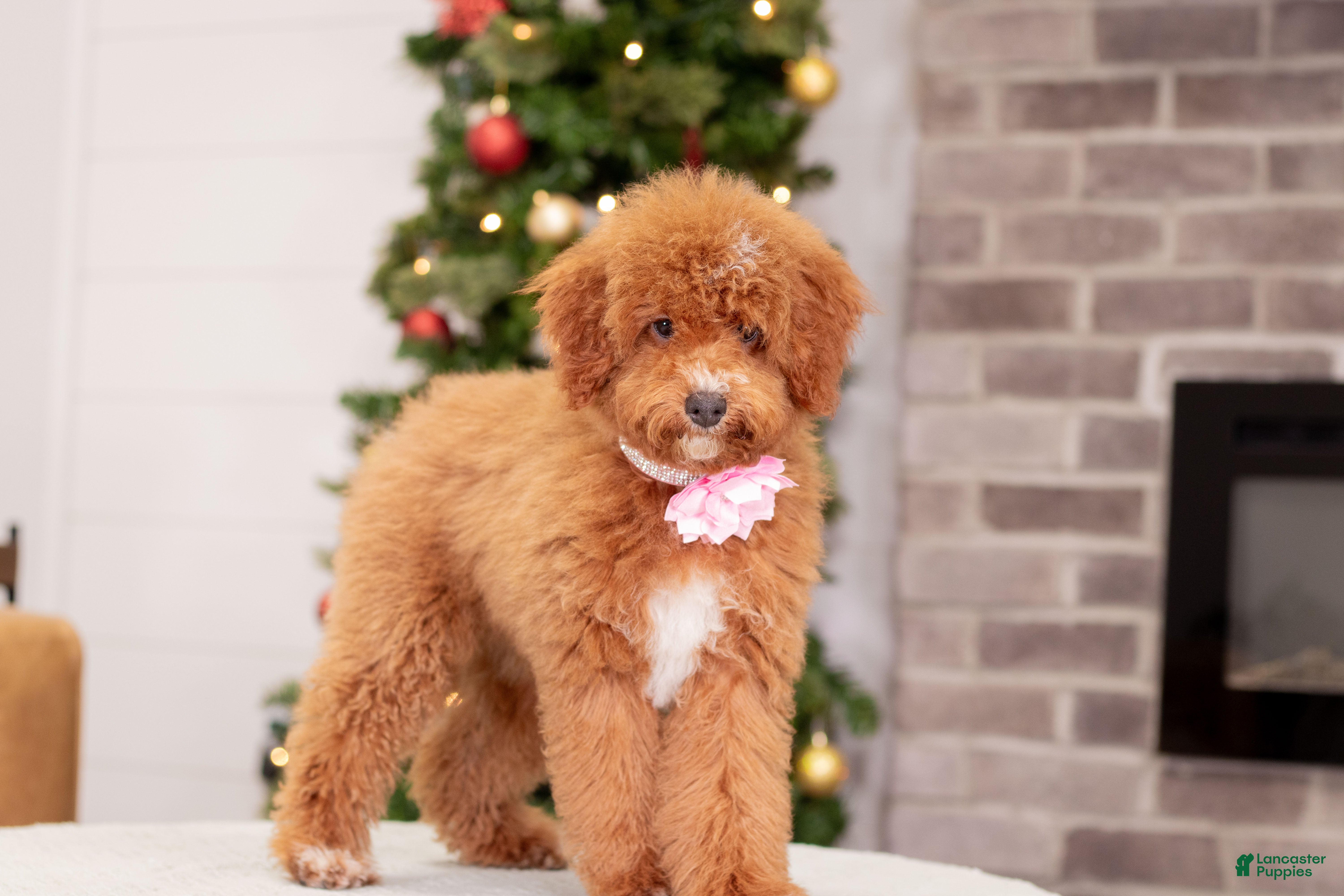 Miniature Poodle dogs Carmen - Ad 29