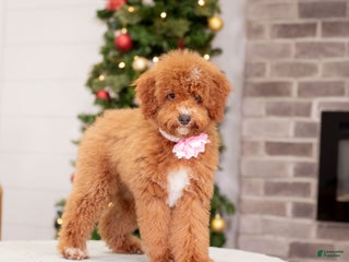 Miniature Poodle dogs Carmen - Ad 29