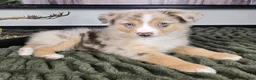 Miniature Australian Shepherd dogs for sale: Rusty - Ad 3