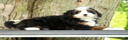 Mini Bernedoodle dogs for sale: Frisco - Ad 4