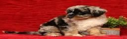 Sheepadoodle dogs for sale: Molly - Ad 6