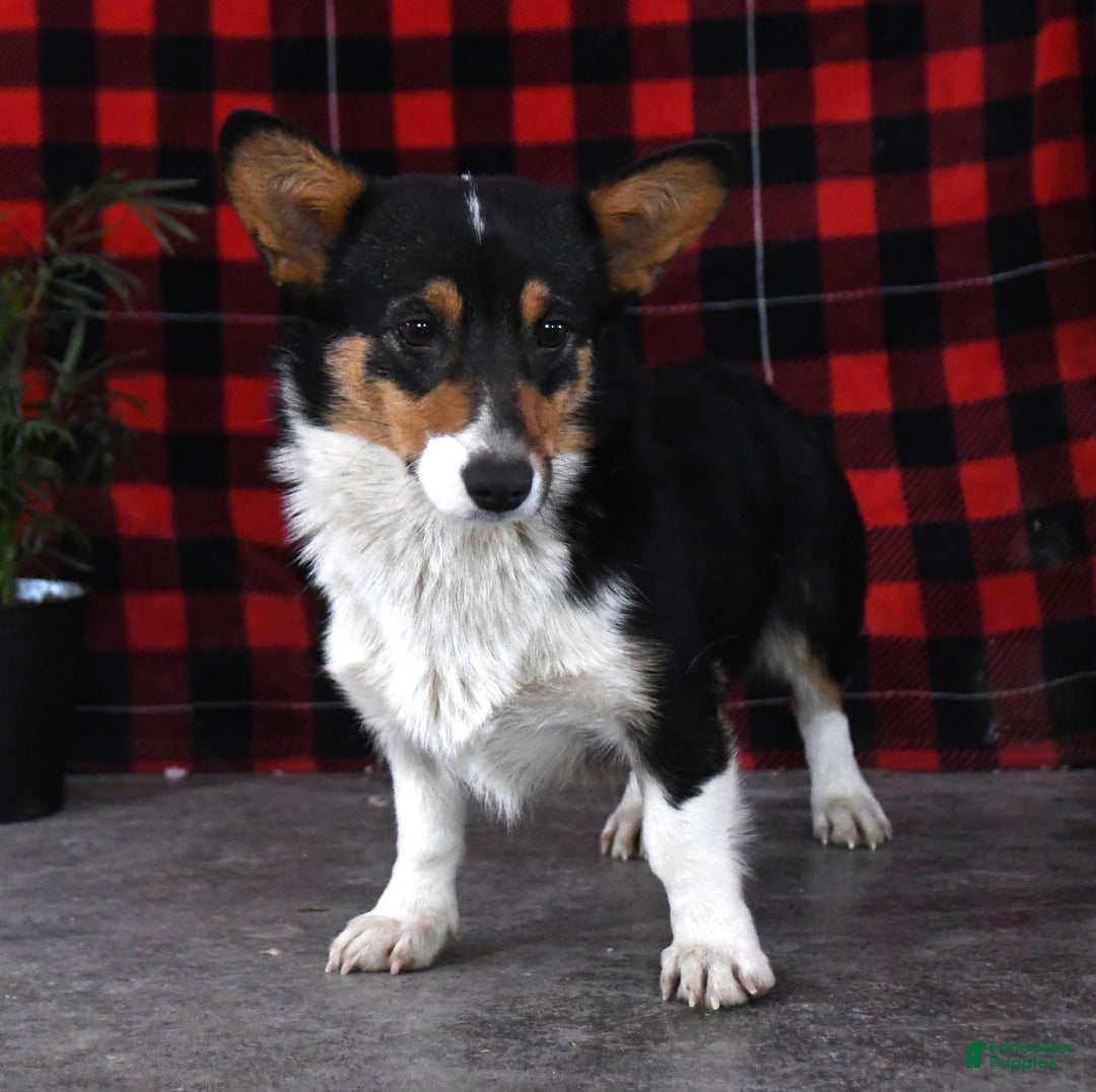 Welsh Corgi Pembroke dogs for sale: George  - Ad 6