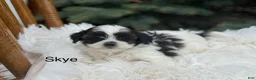 Shihpoo dogs for sale: Skye - Ad 1