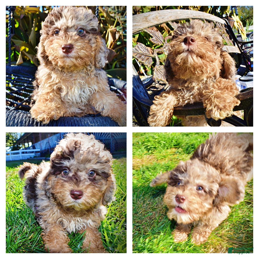 Havapoo dogs for sale: Jackson - Ad 1