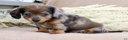 Miniature Dachshund dogs for sale: Lukey - Ad 6