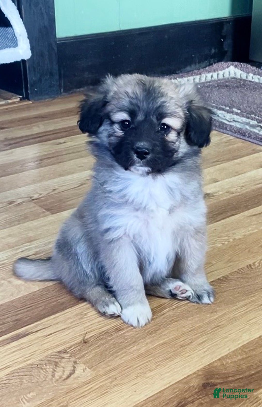 Mini Aussiedoodle dogs for sale: Cooper - Ad 1