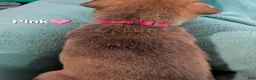 Mixed Breed dogs for sale: Pink collar  - Ad 2
