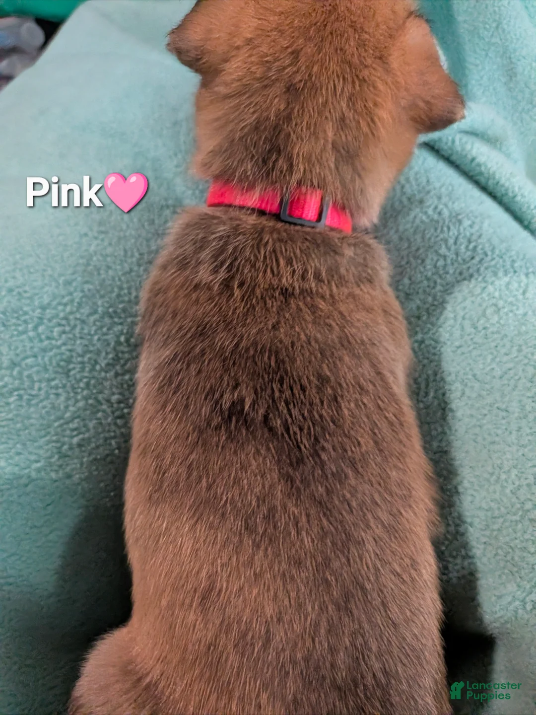 Mixed Breed dogs for sale: Pink collar  - Ad 2