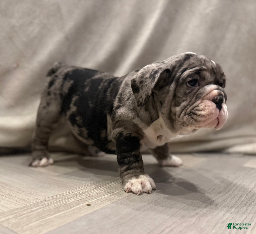 English Bulldog dogs for sale: Twinkle - Ad 7