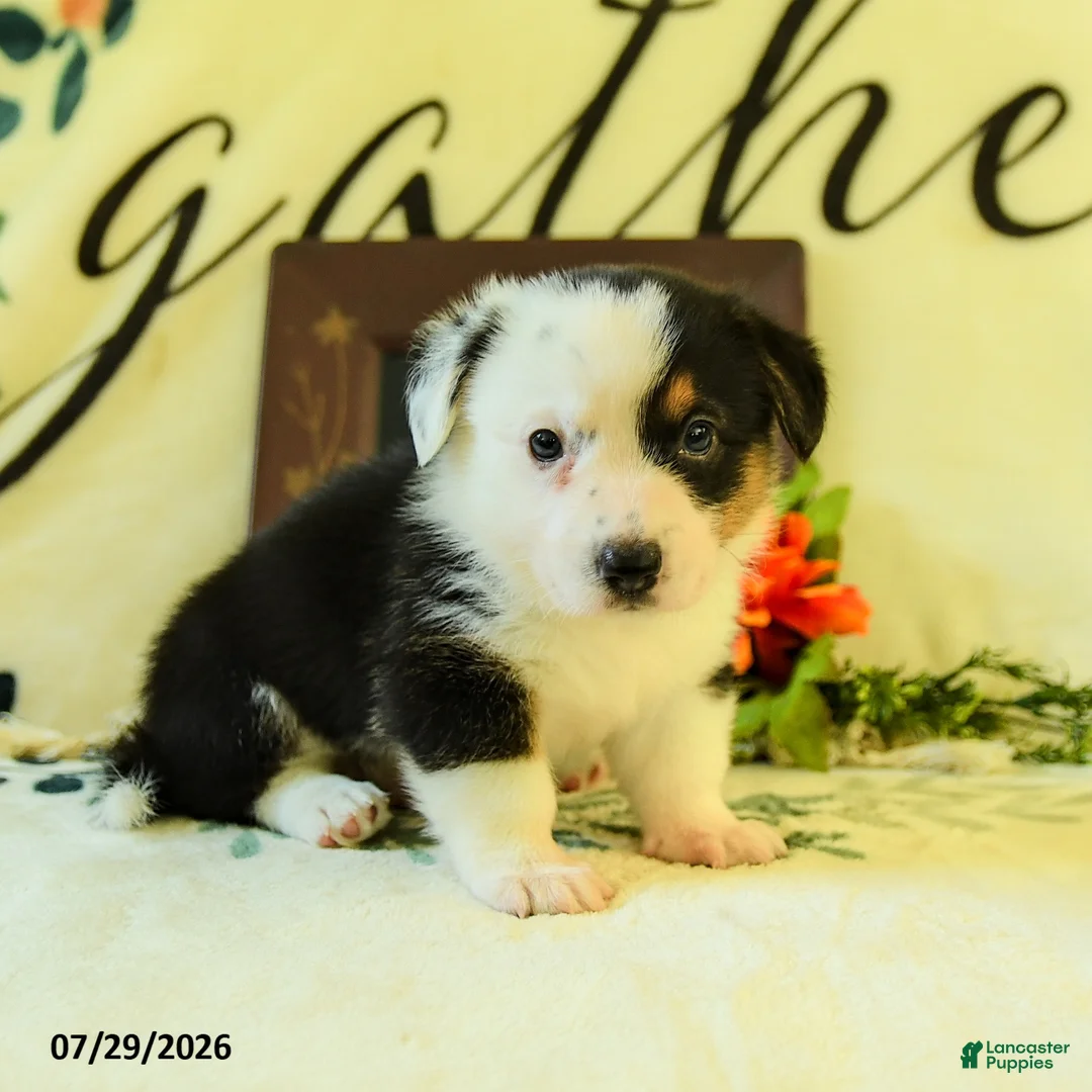 Welsh Corgi Pembroke dogs for sale: Brandon - Ad 2