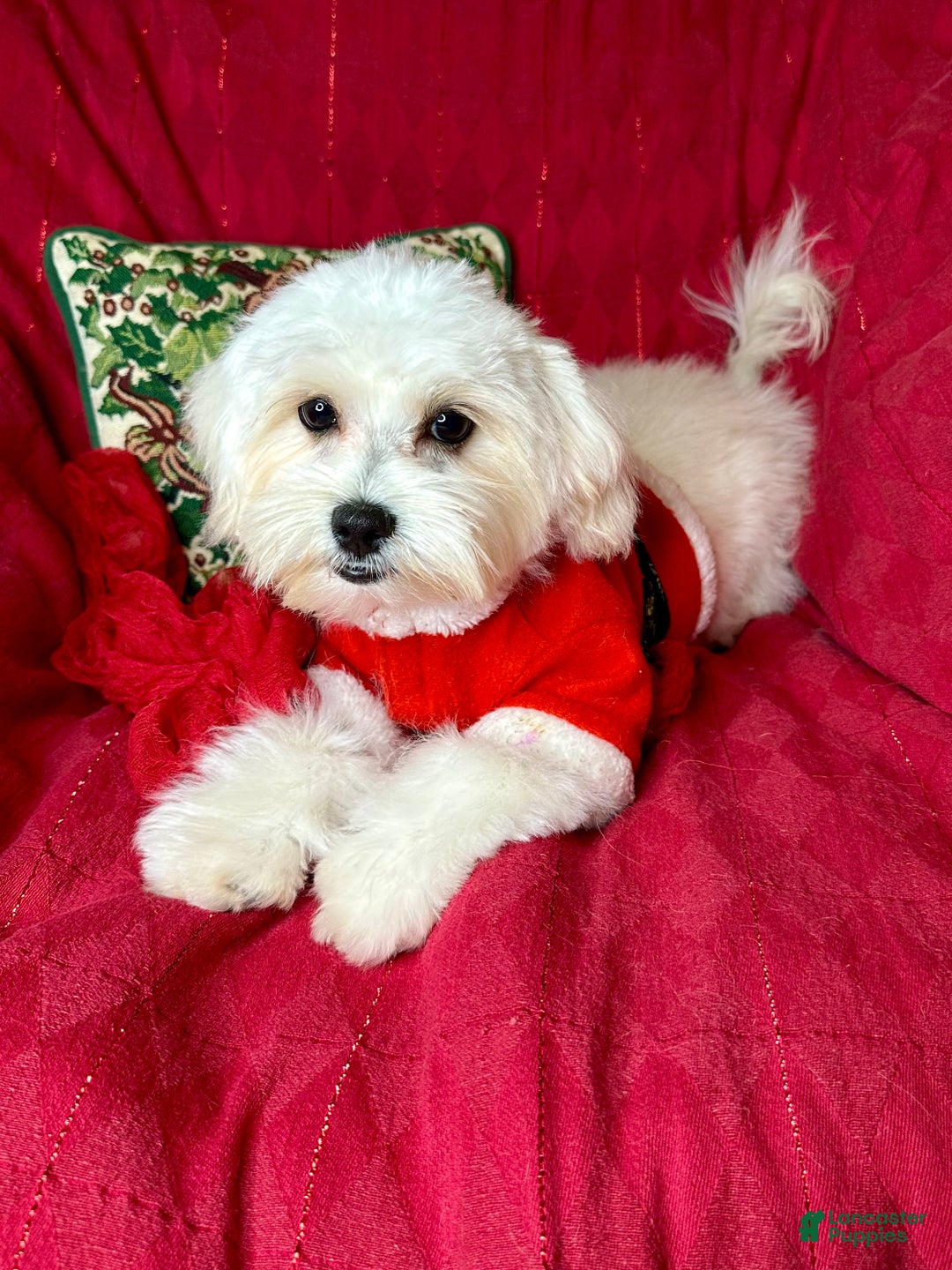 Maltese dogs for sale: Lemon - Ad 2