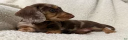 Miniature Dachshund dogs for sale: MERLEY GIRL - Ad 3