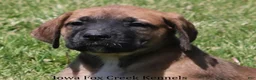 Mixed Breed dogs for sale: Bonnie - Ad 7