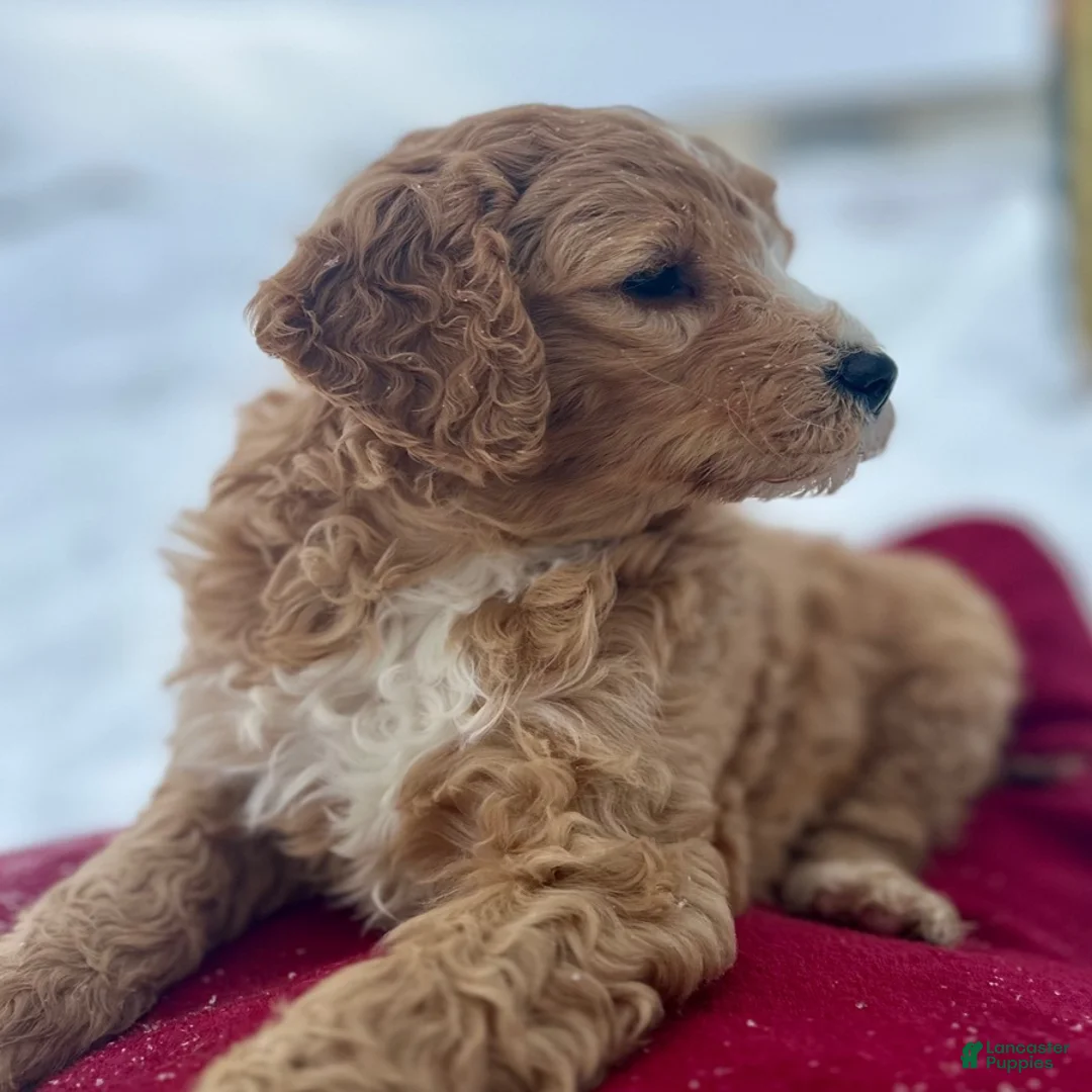 Mini Goldendoodle dogs for sale: Hyacinth - Ad 2