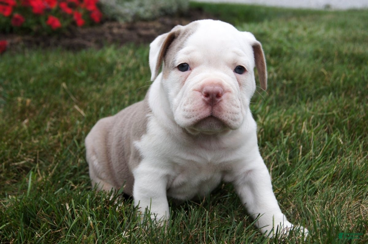Olde English Bulldogge dogs for sale: Oakley - Ad 2