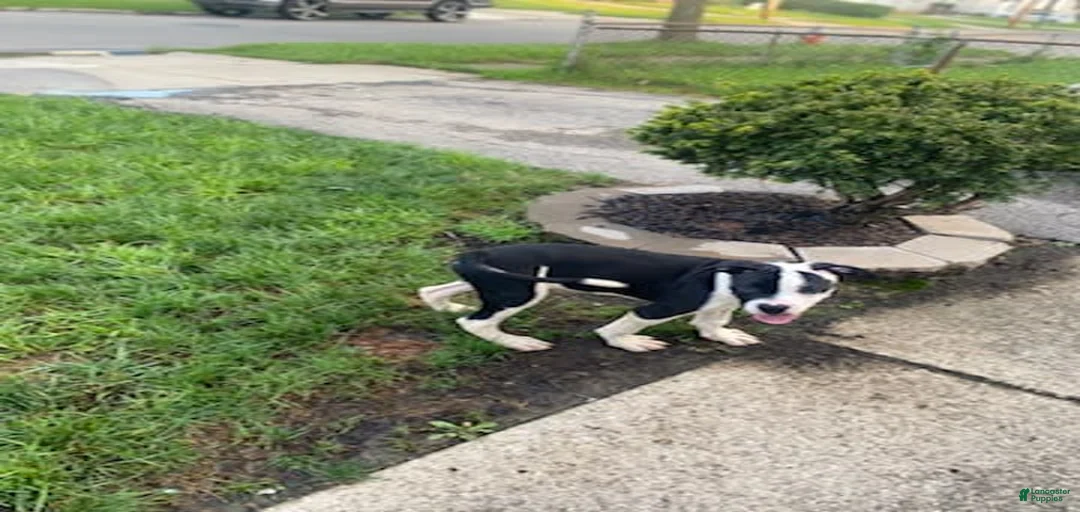 Gallery Image {{count}}