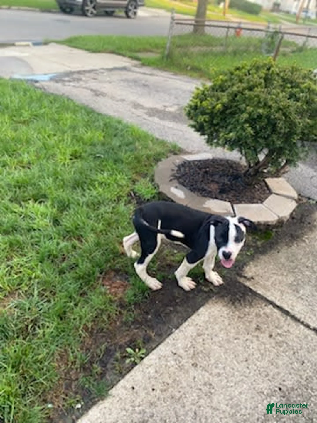 Gallery Image {{count}}