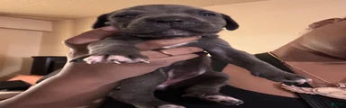 Cane Corso 3
