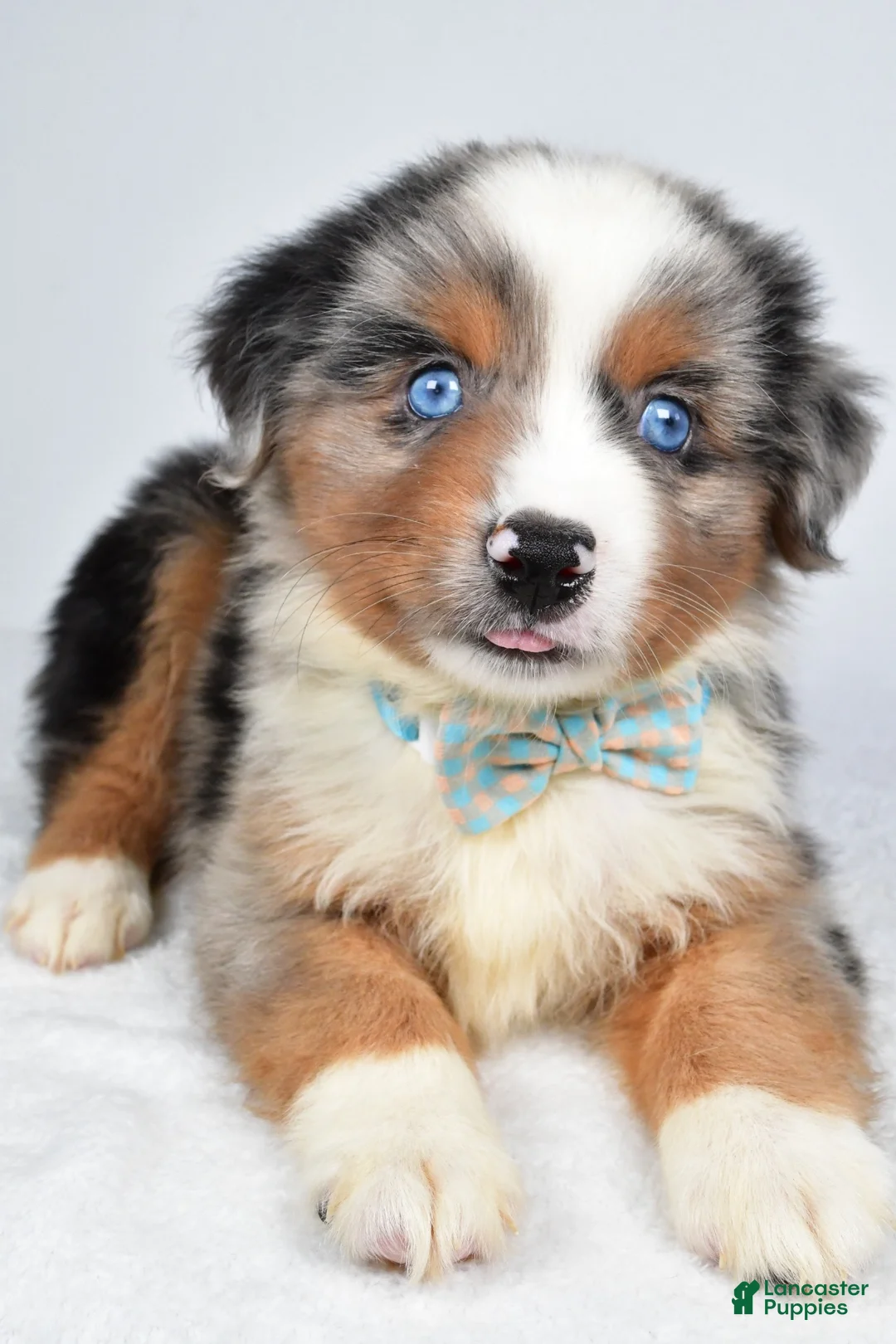 Miniature Australian Shepherd dogs for sale: Koen  - Ad 2
