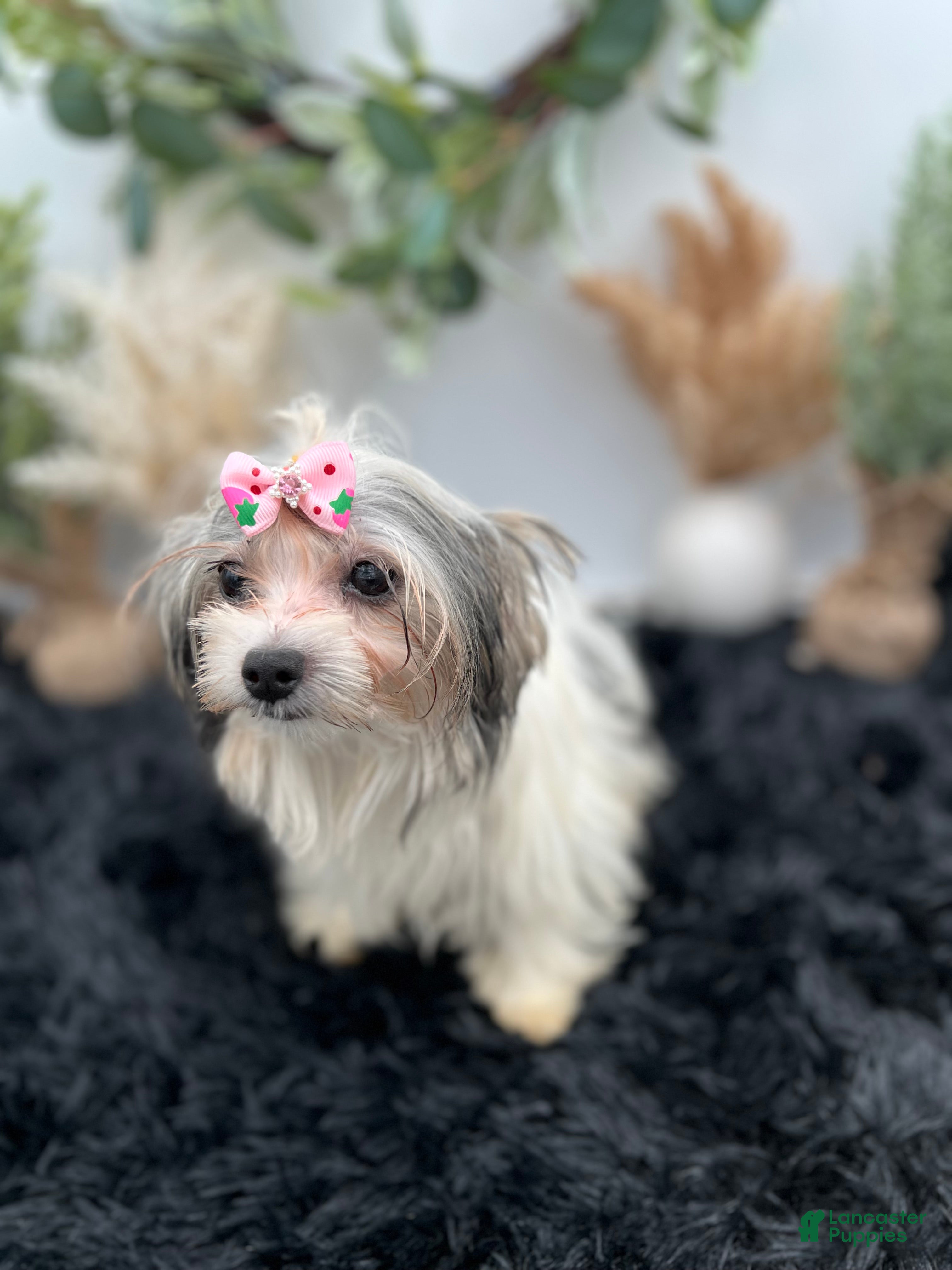 Morkie (Morkie, Female) in Hillsboro, TN