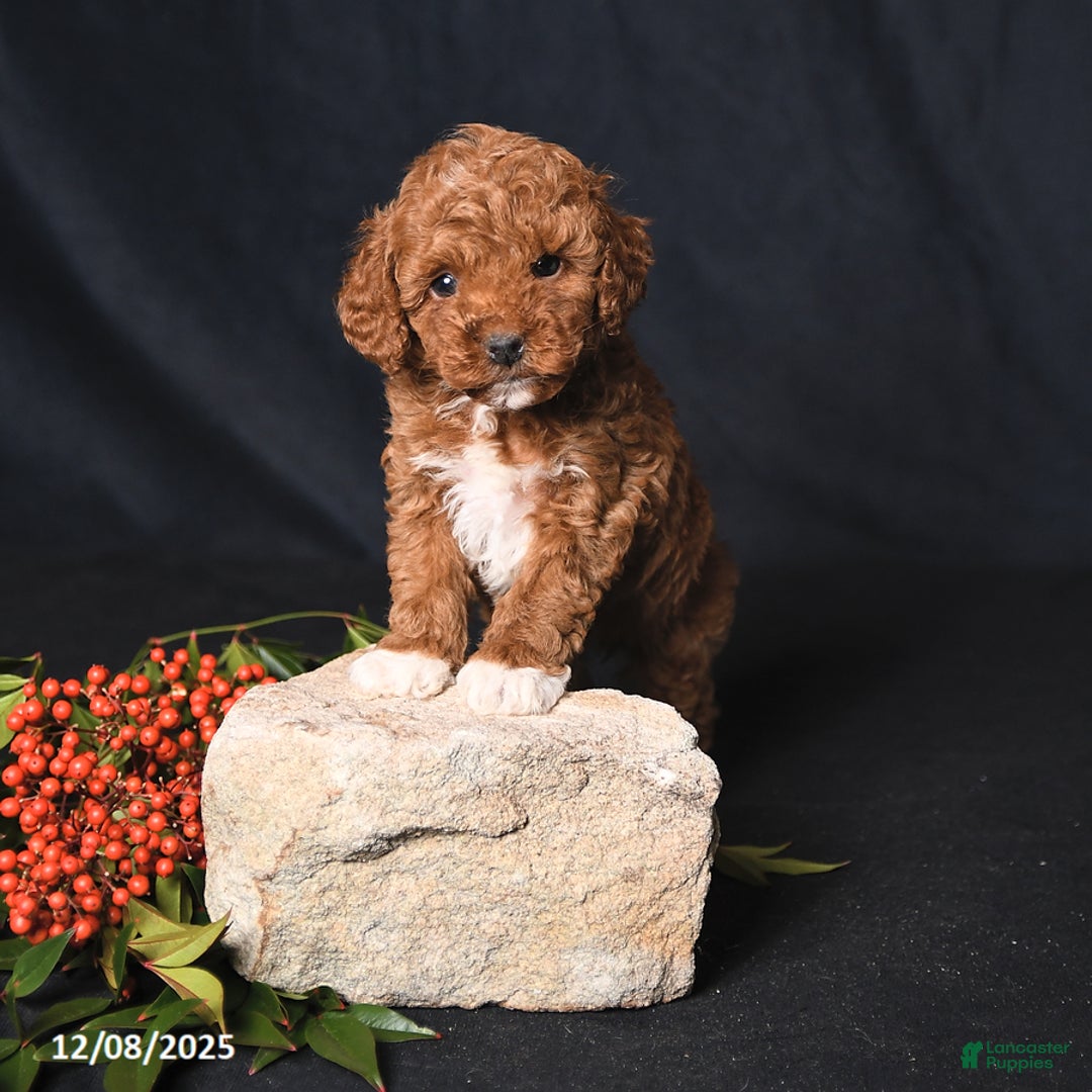 Toy Poodle dogs for sale: Handsome - Ad 1