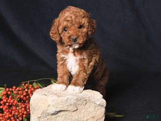 Toy Poodle dogs Handsome - Ad 8