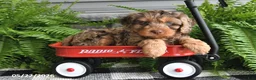 Cavapoo dogs for sale: Victor - Ad 5