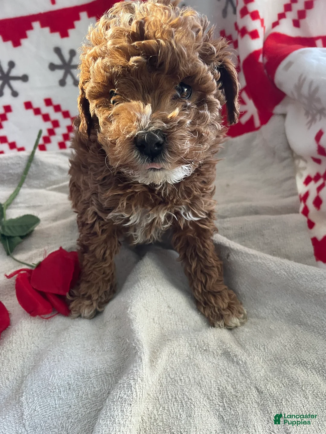 Toy Poodle dogs for sale: Bean - Ad 2