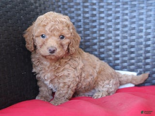 Mini Goldendoodle dogs - Ad 22