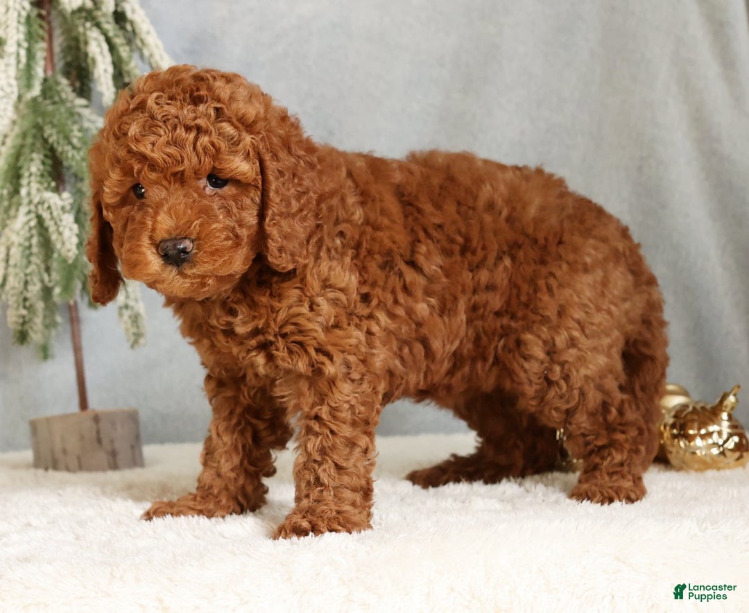 Mini Goldendoodle dogs for sale: Goldie - Ad 4
