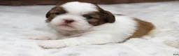 Shih Tzu dogs for sale: Millie - Ad 2