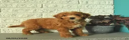 Mini Goldendoodle dogs for sale: Ninja  - Ad 3