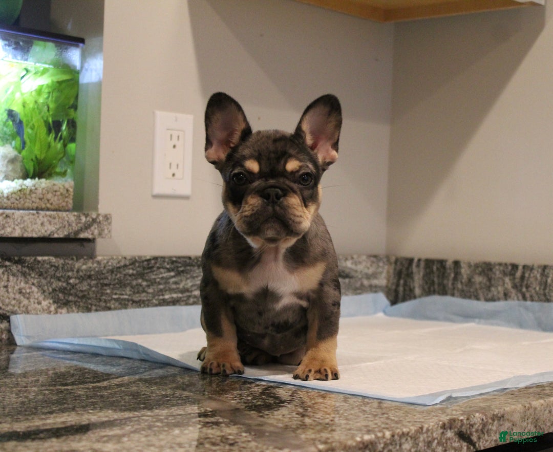 French Bulldog dogs for sale: Noel  - Ad 1