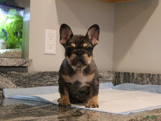 French Bulldog dogs Noel - Ad 4